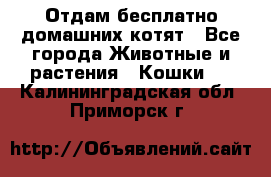 Отдам бесплатно домашних котят - Все города Животные и растения » Кошки   . Калининградская обл.,Приморск г.